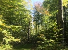 Forêt des Colette - Oct. 2017 _8