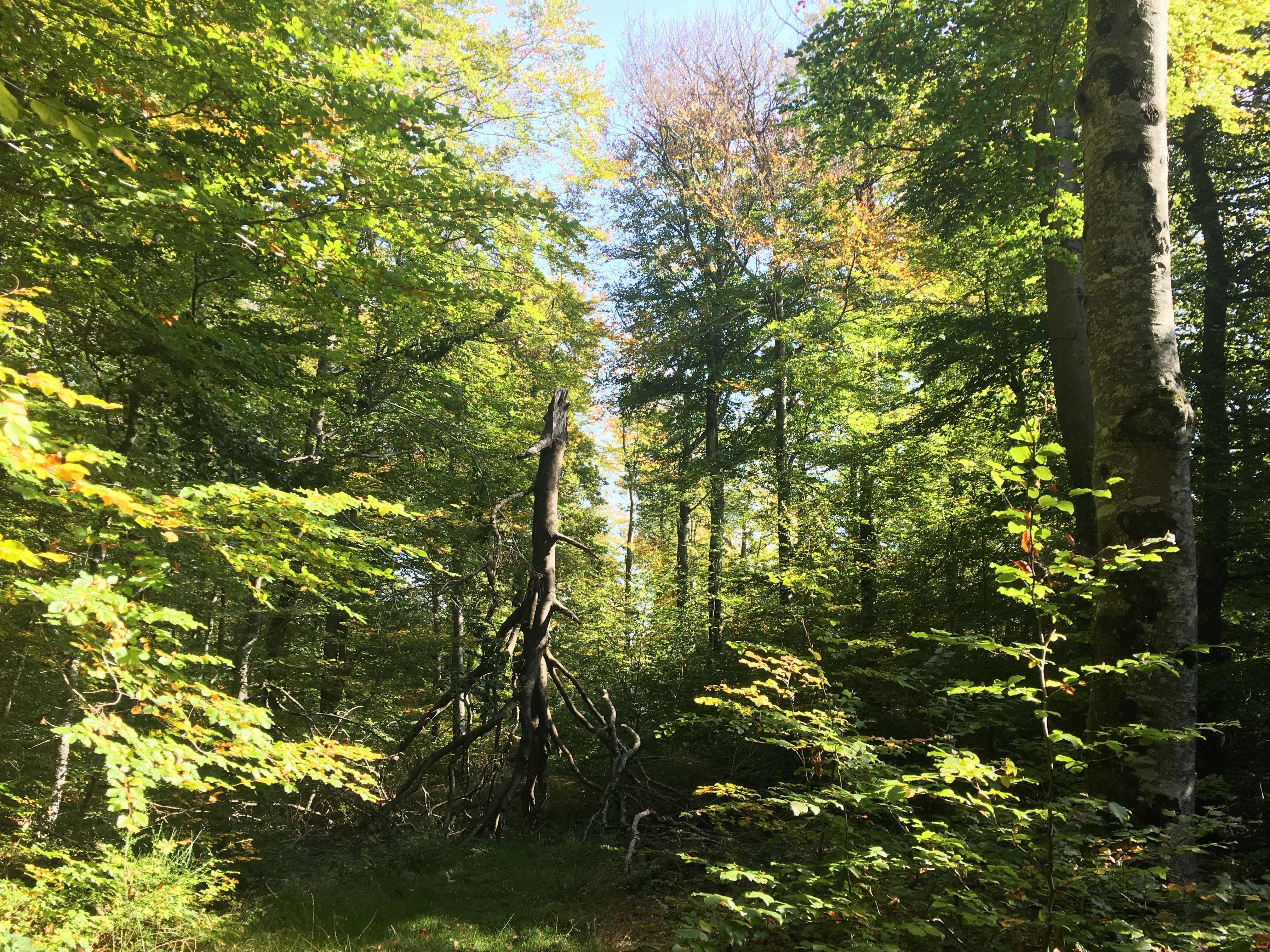 Forêt des Colette - Oct. 2017 _8